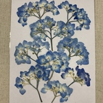 NO.702N ラスト1個✨小さな紫陽花の花束 テマリテマリブルー／押し花素材