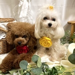 🌹薔薇のペンダント（一輪）🌹 長さ調整できる紐！ペット用（犬・猫）