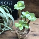 モロキニエンシス♡おしゃれな木立♡♡多肉植物♡インテリア♡