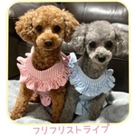 ハーネス リードセット☆ フリフリストライプ ハーネス・リード（胸フリル・裾フリル）タッセルは別売り