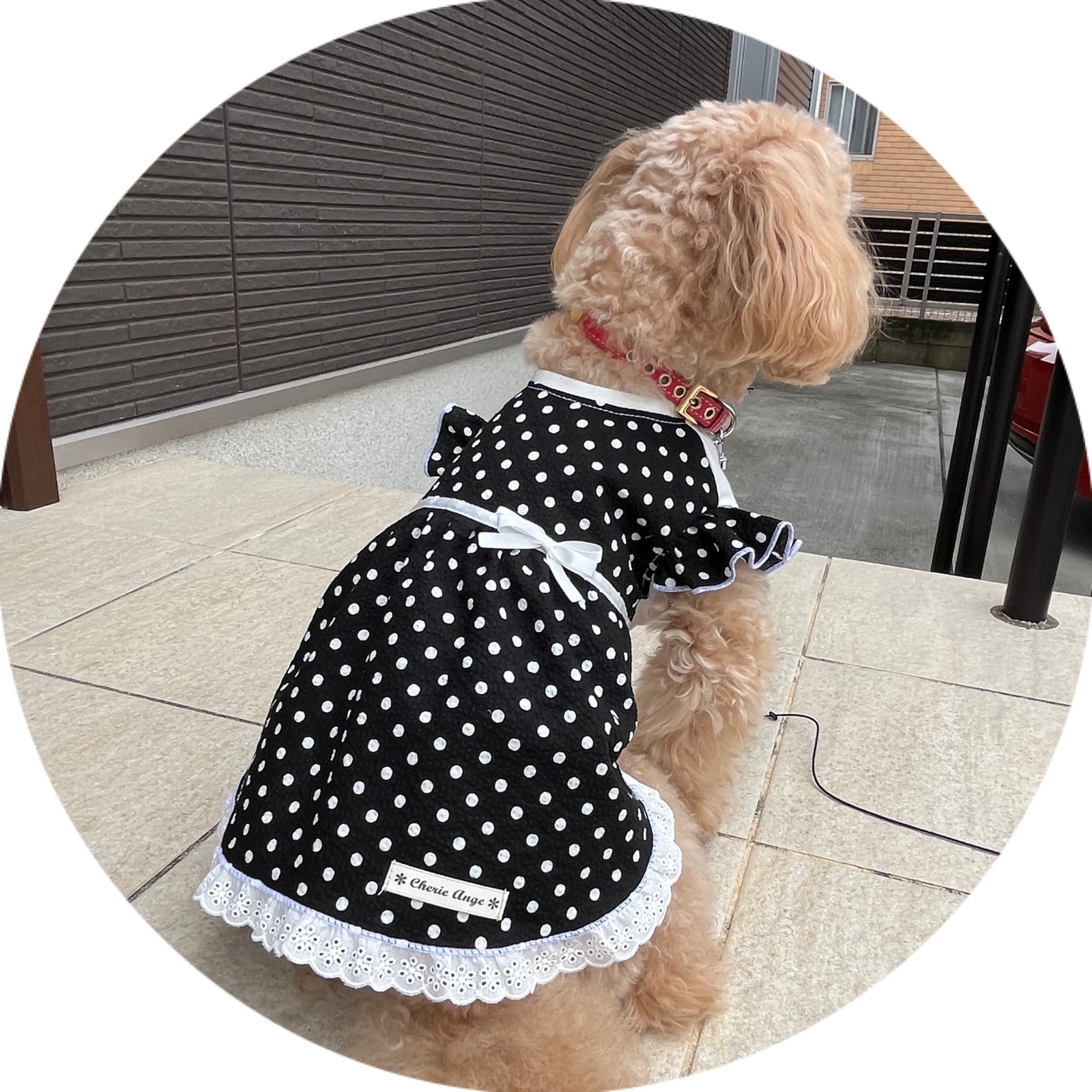 ハンドメイド犬服　水玉リップルのサマーワンピ ハンドメイド犬服 水玉リップルのサマーワンピ ハンドメイド犬服水玉