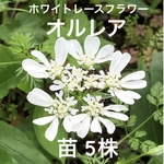 オルレア ホワイトレースフラワー 3苗 ポット