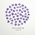 🎵モロッコナズナ  ヘッド50個　＊ 押し花