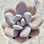 超レア品種！★丸葉ピンクシフォン（国産）多肉植物 自家繁殖