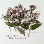 🎵訳あり☆サクラウツギ　＊ 押し花
