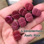 多肉植物　リトープス  L.karasmontana 'Axel's Rose' 抜き苗　1cm以上　1株