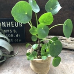 幹立ち♡ ぺぺロミオイデス♡ピレア♡観葉植物♡ガーデニング