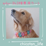 ⭐︎ miho-343様専用カート⭐︎他の方のご購入はお控えください