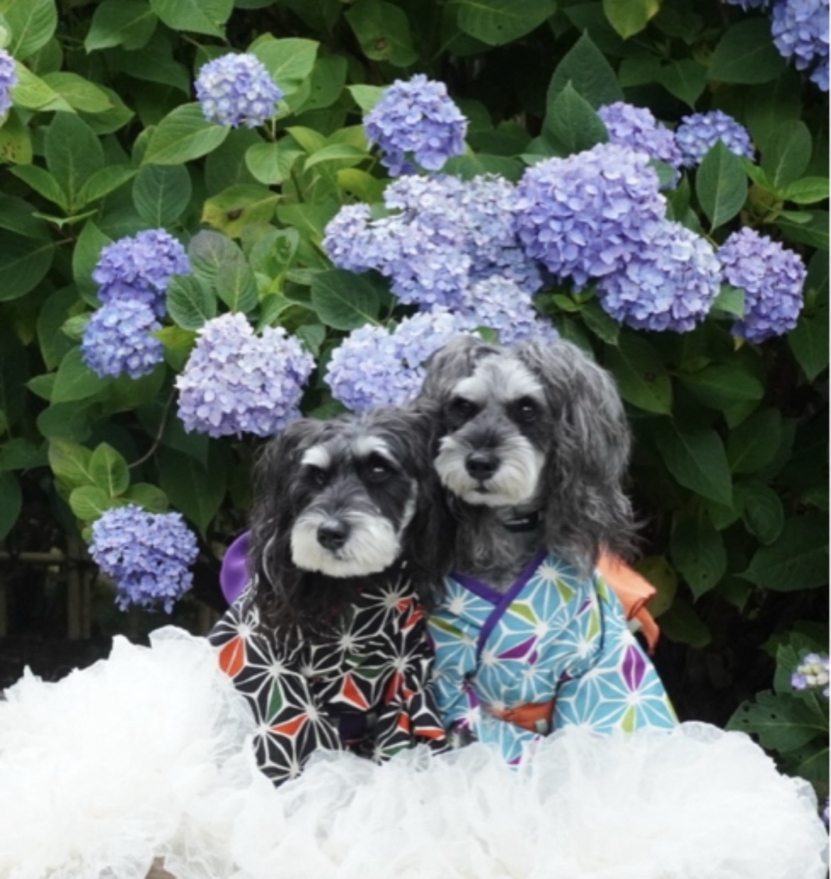 犬服 オーダー 男の仔浴衣 - mon chéri…dog | minne byGMOペパボ