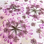 オルレアの押し花　ピンク💐