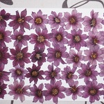 押し花商品【３５輪】