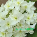 ※送料無料※ ハーバリウムボールペン　専用