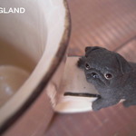 パグマグ・黒「なにか？」