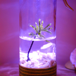 涼しげなmoss bottle