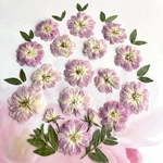 バラの押し花　#3