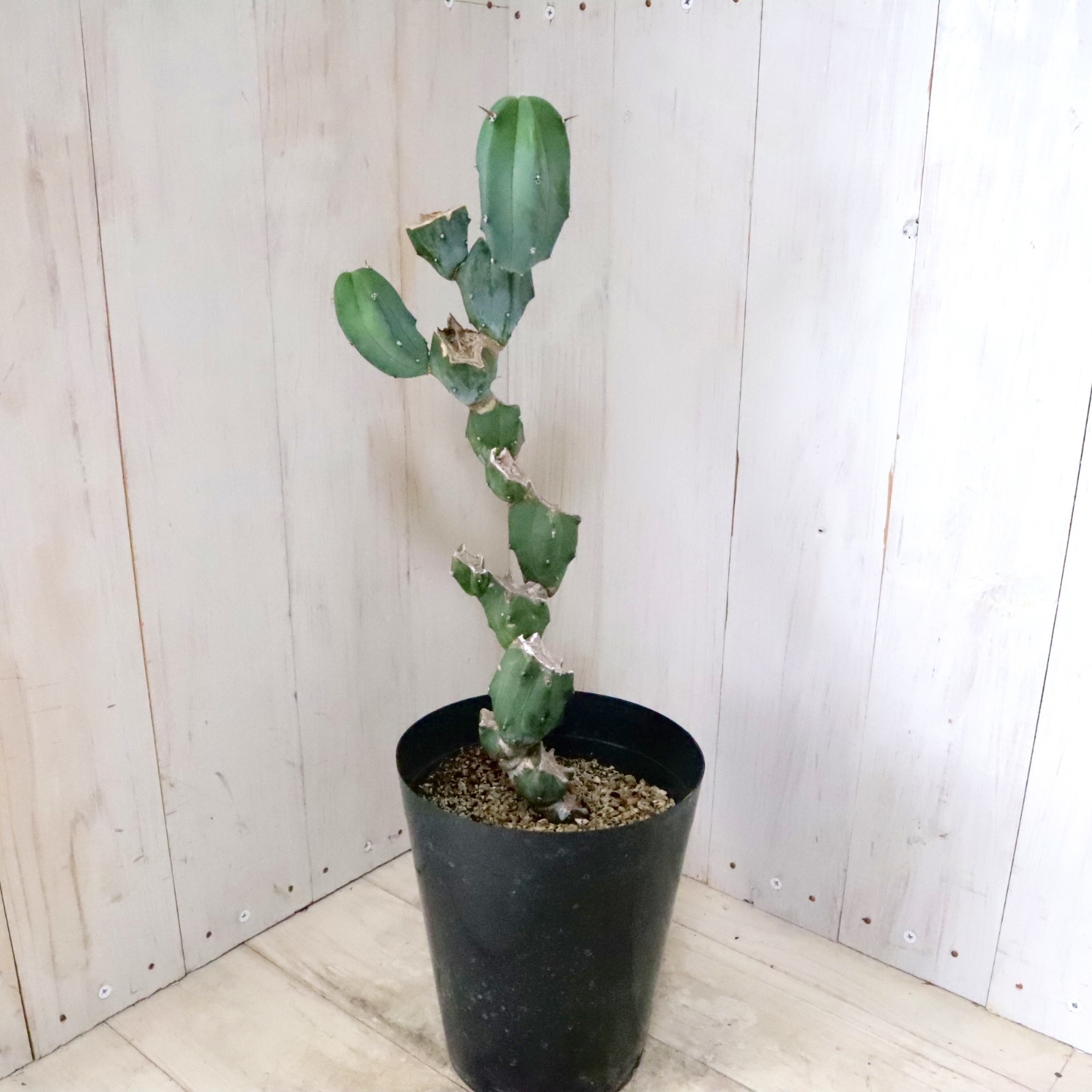 サボテン 竜神木 柱サボテン カット苗 サイズ選択可能 多肉植物 金鯱 黒王丸 サボテン【竜神木】 | 日本ライン花木センター