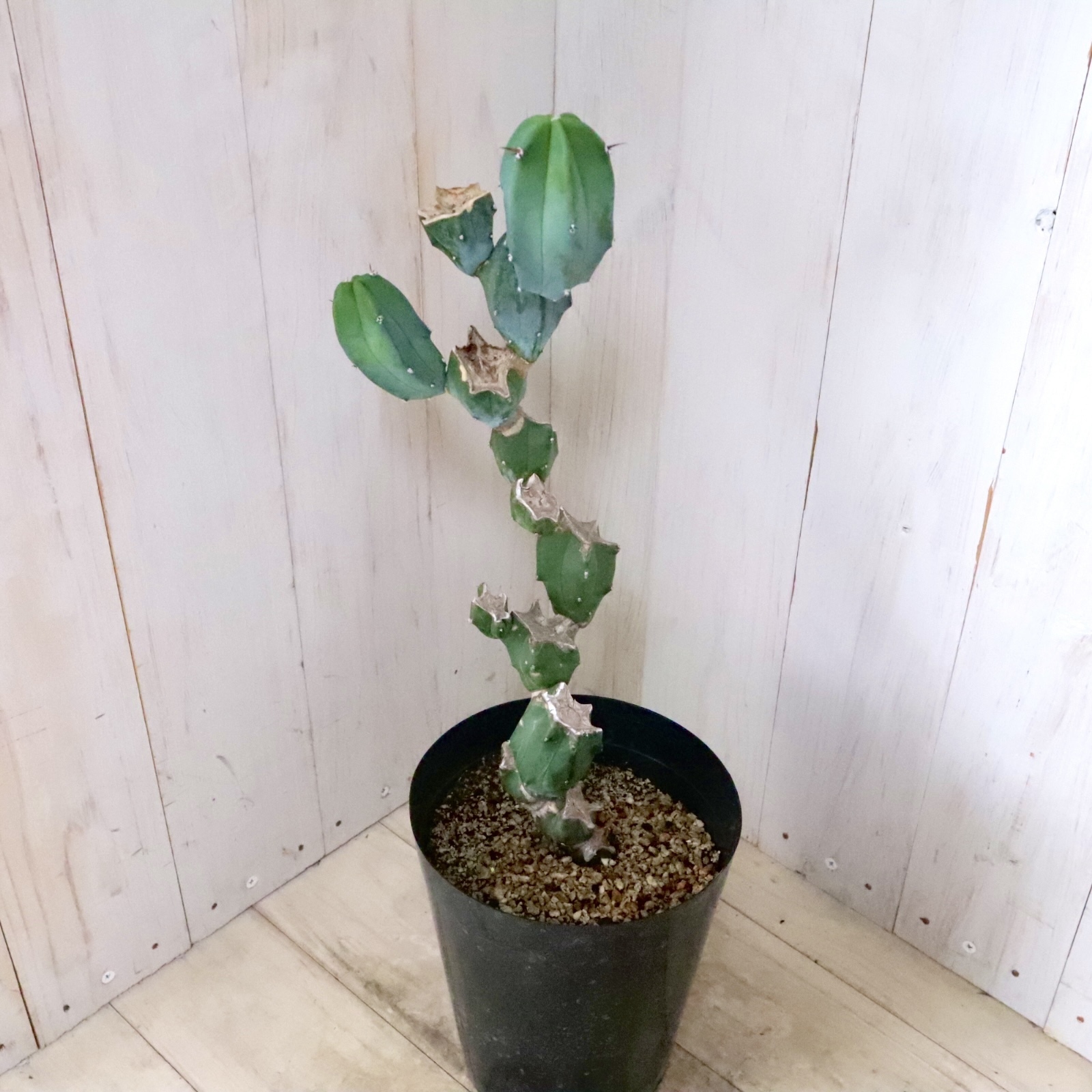 grafted　adam　silverman　叢　限定品　サボテン　多肉植物　鉢 Grafted: Plants by Kohei Oda ＆ Pots by Adam Silverman