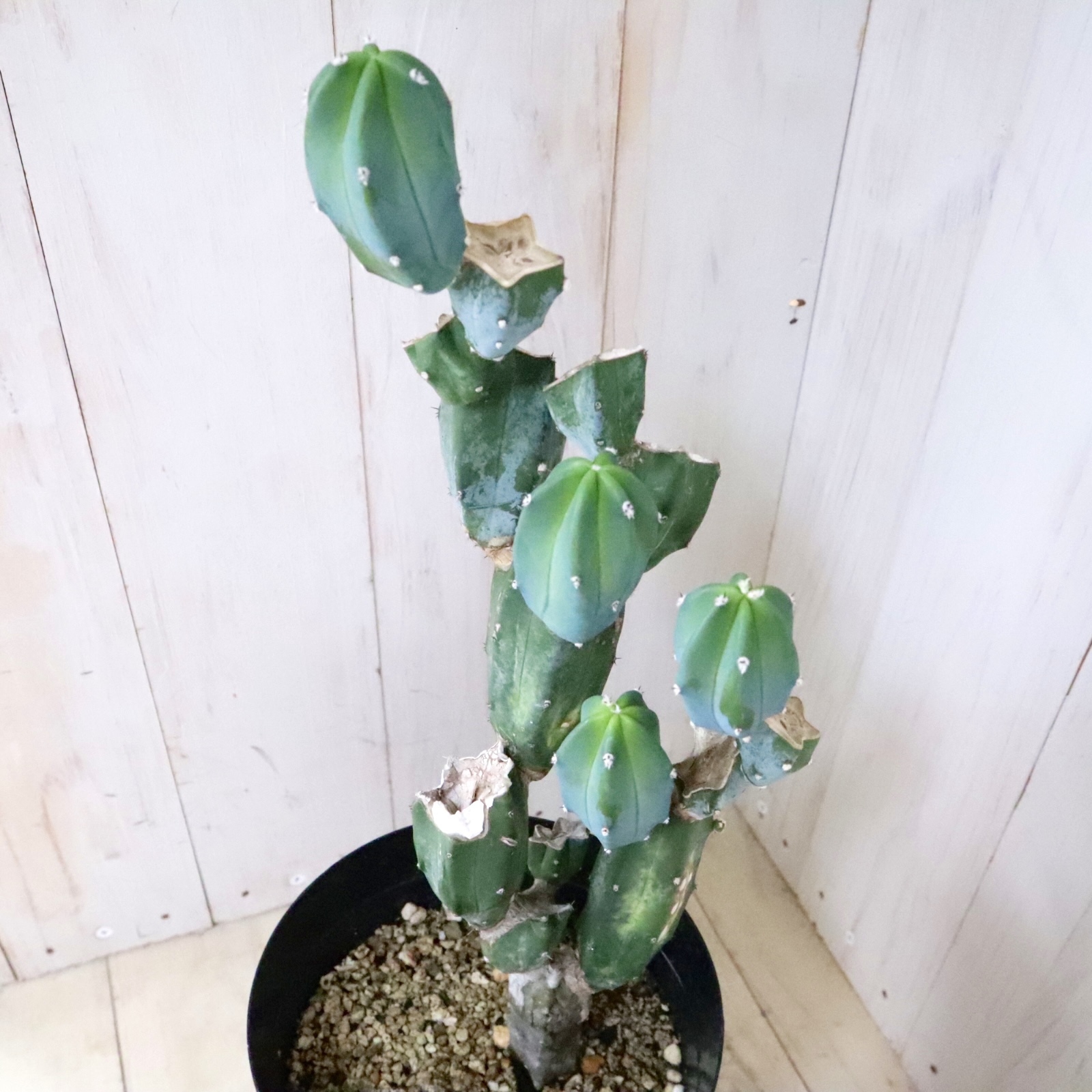 grafted　adam　silverman　叢　限定品　サボテン　多肉植物　鉢 Grafted: Plants by Kohei Oda ＆ Pots by Adam Silverman