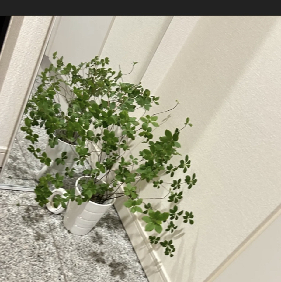 生花❣️ドウダンツツジ‼️40〜50cm×10本セット❣️枝物切り枝