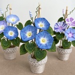飾って楽しむ朝顔の鉢植え（ヘブンリーブルー）アサガオ　あさがお