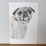 ペットの似顔絵　色鉛筆画　鉛筆画　犬　猫　オーダーメイド