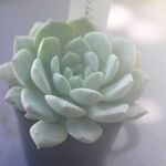 アメイジンググレイス＊多肉植物