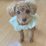 【犬服セミオーダー】パピー犬服小型犬服ロング犬服 夏のモスグリーンスモッグムームー