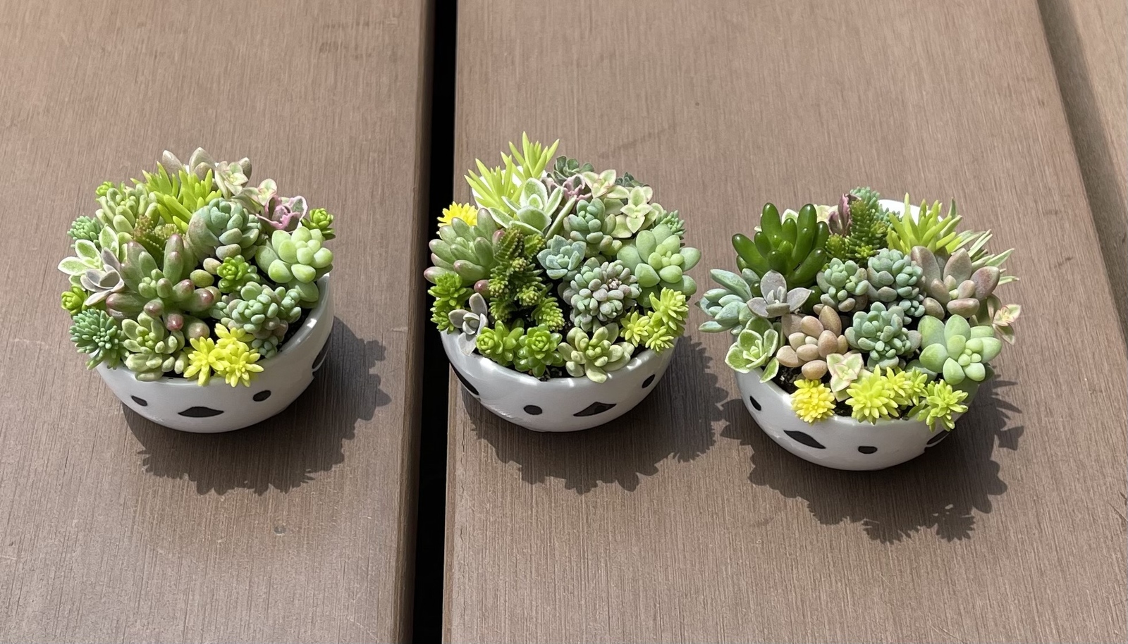 多肉植物 寄せ植え そのまま飾れる(•ө•)シマエナガ(小)No.1