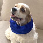 2024セール★メッシュ★無地全8色　鮮やかブルー　犬用スヌード　中型犬用スヌード