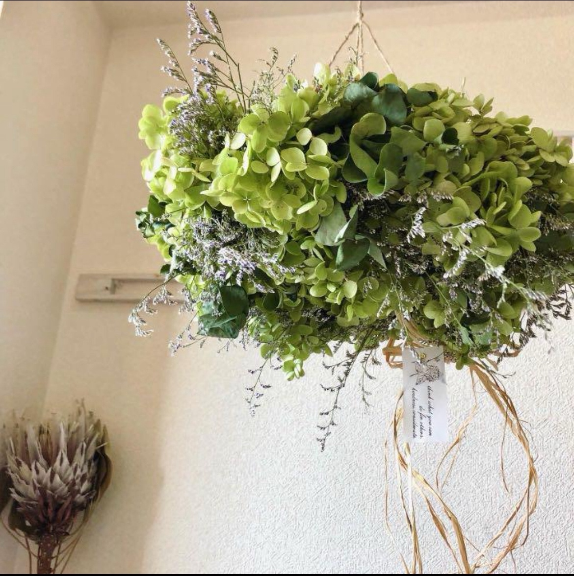 アナベル紫陽花 フライングリース アナベル 紫陽花 あしさい アジサイ