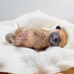 うまれたばかりの柴犬の赤ちゃん