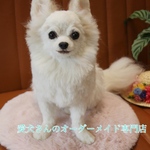 愛犬さんのオーダー　リアル　羊毛フェルト　オーダー　犬　置物　ペット　オーダーメイド　【うちの子オーダー】　メモリアル　チワワ　トイプードル　ダックス　柴犬　パピヨン　ポメラニアン　ヨーキー