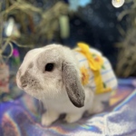 うさぎ用　浴衣ハーネス