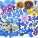    【ワンコイン】押し花カラフルセット  花織