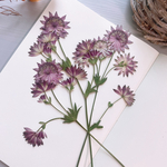 ◆【押し花素材】アストランティア　花束押し　pressed flowers