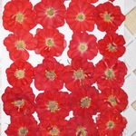 押し花商品【ローザミニ 】