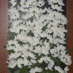 押し花商品【姫空木】