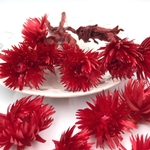 ミニシルバーデージー＊選択可＊レッド＜ドライフラワー＞