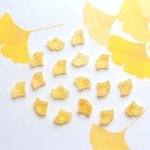 オリジナル新作★イチョウ　紅葉　もみじのアセテートパーツ　イエロー、ゴールドグラデーション