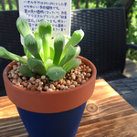 «かわいい!!»クリスタルプランツ♡多肉植物☆