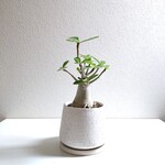 ●数量限定●新作●　希少　砂漠のバラ　”アデニウム・アラビカム　 鉢/受け皿セット”　観葉植物　塊根植物　インテリア　ホワイト　インテリアグリーン　おしゃれ　可愛い　育てやすい　ギフト　