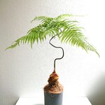●現品2点●新作●　とても希少な幸せの木　”ゴールデキンモンキー　キンモウコウ　 鉢/受け皿セット（陶器製・グレー）”　観葉植物　タカワラビ　インテリアグリーン　幸運の木　おしゃれ　モダン