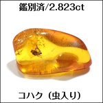 鑑別済★虫入り琥珀★2.823ct ファンシー ルース 1個★m7473