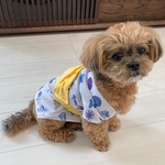 小型犬　手ぬぐい生地　浴衣