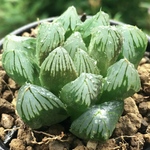 【まとめ値引き】オブツーサ 竜爪　ハオルチア 良株　美株　多肉 観葉植物　丈夫　高品質
