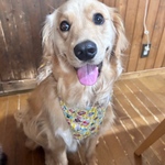 大型犬クールエプロン