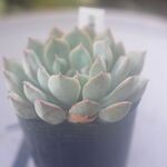 白雪姫＊多肉植物