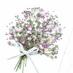 押し花素材～かすみ草　マイピンク〜 