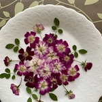 ミニ薔薇M I Xセット　再販