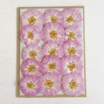 【NEW】薔薇の押し花